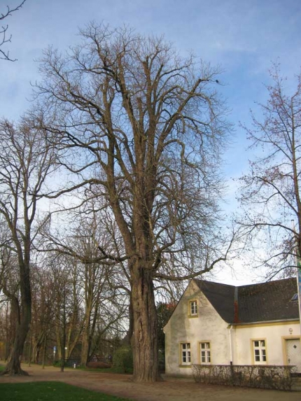 Bild 2 von Kastanie am Schloss Neuhaus